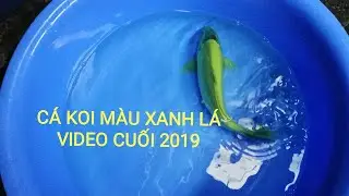 RARE KOI FISH, KOI FISH GREEN || CÁ KOI MÀU XANH LÁ || CÁ KOI VLOG TRẦN ĐƯC CƯỜNG