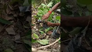 Soft Wood Grafting of Jamun plant #shorts #short #shortvideo