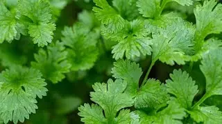 How to harvest cilantro seeds, aka coriander.