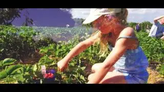 Maynards Farm - Pick your own fruit