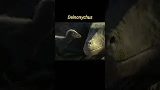 Deinonychus - Dromaeosauridae   #dinosaur #prehistoric #dino #naturalhistory #jurassicworld