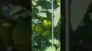 My  tomato plant. @Wide Open Transit Farm