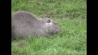 volpe in predazione nutria #animals #nature #wildlife