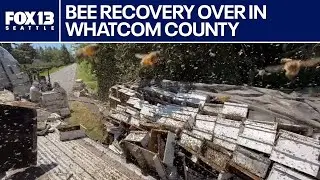 WA beekeeper working to save millions of bees involved in crash in Whatcom County