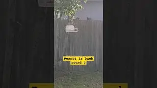 Peanut, the squirrel is back again.  #shorts #animals #squirrel