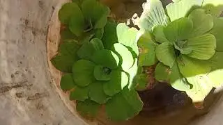 Cómo preparar Altamia declasulada 