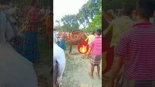 Cute Red Racing Horse Video। Horse Market। Animals Video। Horse Meeting #animals #horse #shorts