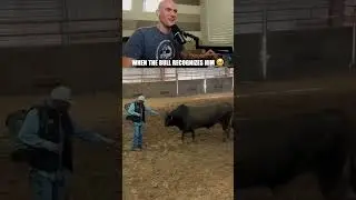 When the bull recognizes him 🥹
