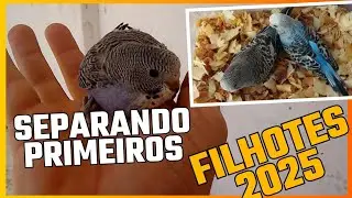 Separando primeiro os filhotes de 2025