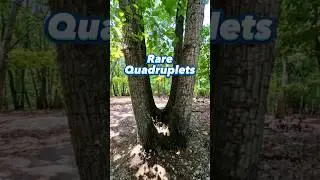 Rare Quadruplet Giant Tree #nature  #shorts #outdoors #tree