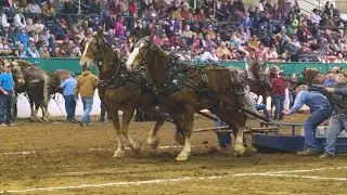 Southern National Draft Horse Pull