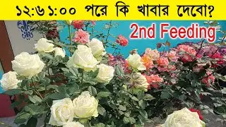 মাটির গোলাপ গাছের স্পেশাল মিক্স ফুড। After Root treatment rose plant fartilizer 