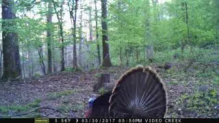 Turkey Drumming - (Use headphones to hear it)