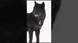 Black wolf the leader of the pack 🐺 #blackwolf#animals#nature#alpha#youtubeshorts