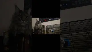 Когда делаете вид, что не замечаете друг друга #cat #funny #cute #cutecat #мейнкун #крыски #rats