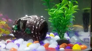 my Gold Fish are very scared what to do!!!
