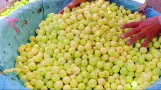 لقيته مالي السوق ورخيص جريت عليه⁉️بدون نقع ولا خل الحقي خلليه هيعيش سنه كامله والسر في البيضه #زيتون