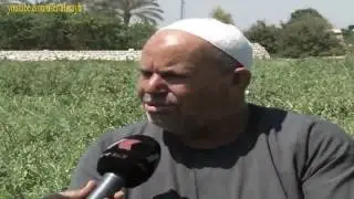 زراعة البطيخ علامات جمع المحصول واهم المعاملات التسميد والري اثناء فترة جمع المحصول