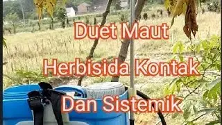 Aplikasi Herbisida BABLAS dan PROMOXONE Cocok Untuk lawan Rumput / Gulma Bandel (part 1)