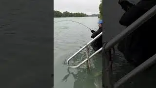 MANAGER CATCH RED SALMON #viral #nice #catch #my #wife #youtubeshorts
