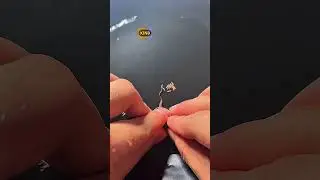 Struggling Fish&rsquo;s Birth Miracle ❤️&zwj;🩹