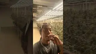 Inside DownTown LA Weed Growing facility -Top Indoor Cannabis #2025