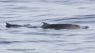 Robin Baird - ECS 2022 - Short-term versus long-term strategies for studying rare cetaceans