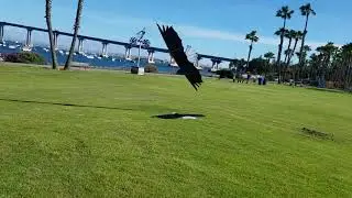 Rev Eagle Master Level Soaring skills- Part 5 - Fine-tune the Soar