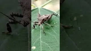 I BET THIS INSECT IS A CAMOUFLAGE EXPERT💪😁