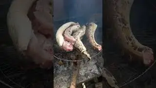 ULAR EKSOTIK