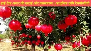 हाई-टेक अनार की कटाई और प्रसंस्करण | आधुनिक कृषि टेक्नोलॉजी | Pomegranate Harvesting and Processing