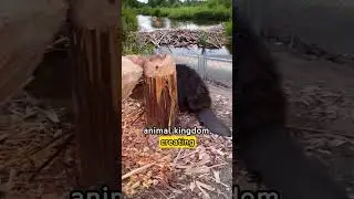 Nature's Best Builders🏗️.   #naturelovers  #animalkingdom