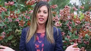 Foundation Escrow:  Natasha