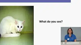 Cat Safe Animal Handling