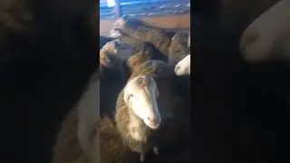 Qara Dolaq Quzlari Satılır