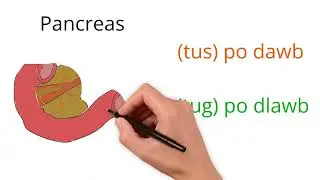 #Hmong #Medical #Terminology: Pancreas