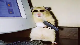 Top 5 Hamster 