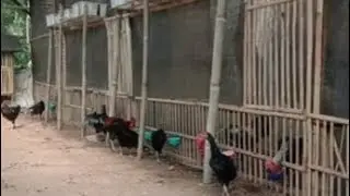 Pakan ayam menggunakan tambahan  daun ubikayu dan daun pepaya
