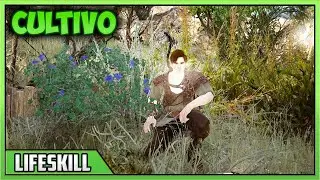 POWER LVL CULTIVO BLACK DESERT (COMO SUBIRLO) - BUFF - EQUIPO - PLANTAS