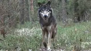 Reakcja dzikich zwierząt na zapach człowieka