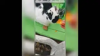 checkered giant rabbit 🐰 worldwide animals