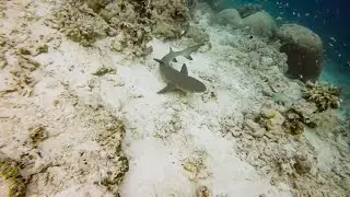 Reef Sharks - diving Sipadan
