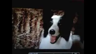 Kung Pow dog