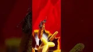 ThripsCam Vlog Micro Camera on Flower Thrips &ndash; Pollen Feeding Inside Bloom