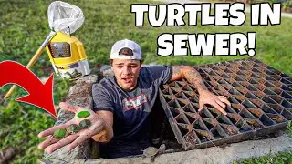 Finding a SEWER FILLED with BABY TURTLES!!