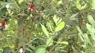 A diversidade de frutas do Brasil- uma patrimônio natural revelado no novo livro de Silvestre