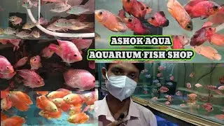 Ashok aqua fish Shop🐕 tiger Oscar albino Oscar🐕Top quality Aquarium Fish Shop