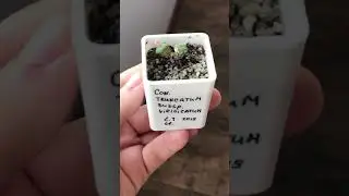 Цветет Conophytum truncatum subsp. Veridicatum