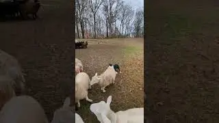 Border Collie puppy herding basics