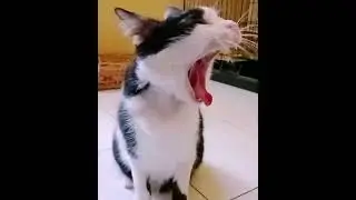 Balik Subcut Ke7| Lajunya lari..kita pulak yang semput nak kejar momi. Dapat hadiah mangkuk baru 😄